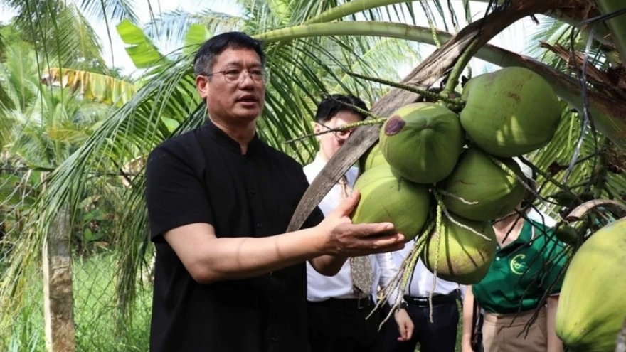 Chinese enterprises survey coconut raw material areas in Tra Vinh